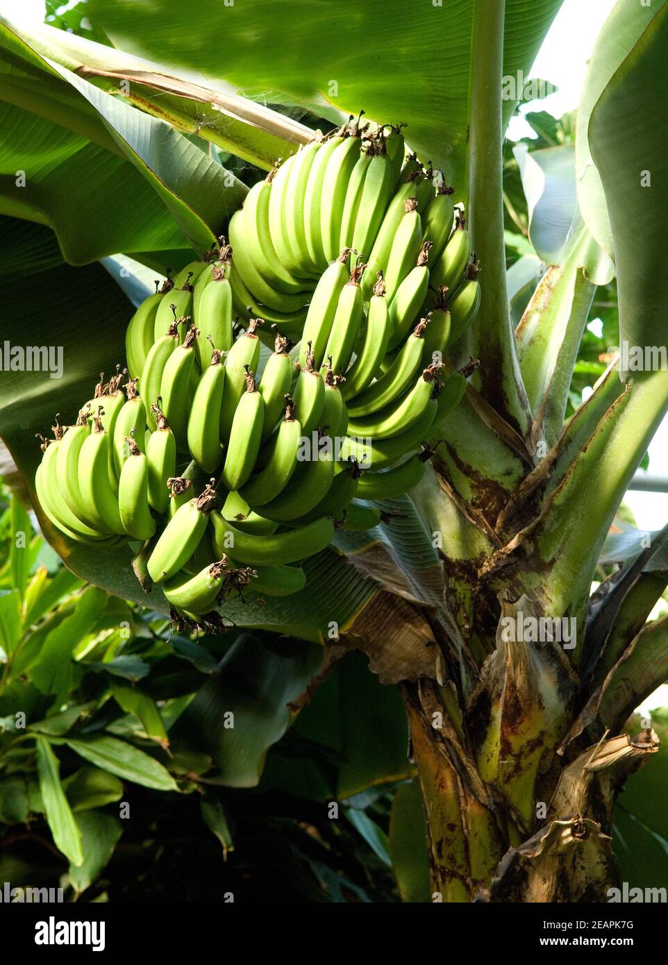 Bananen Stock Photo