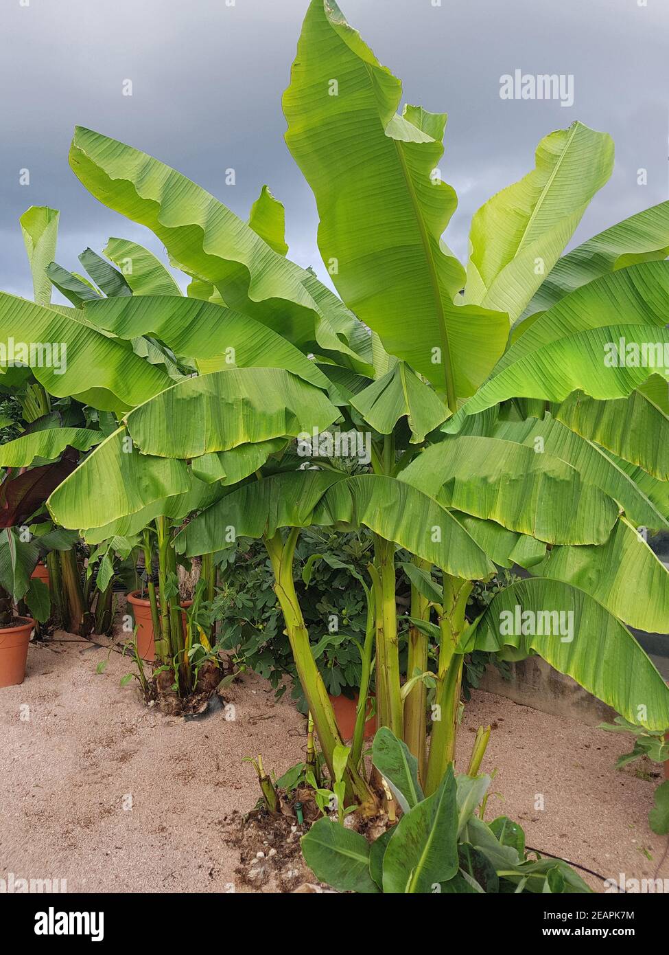 Musa acuminata hi-res stock photography and images - Alamy