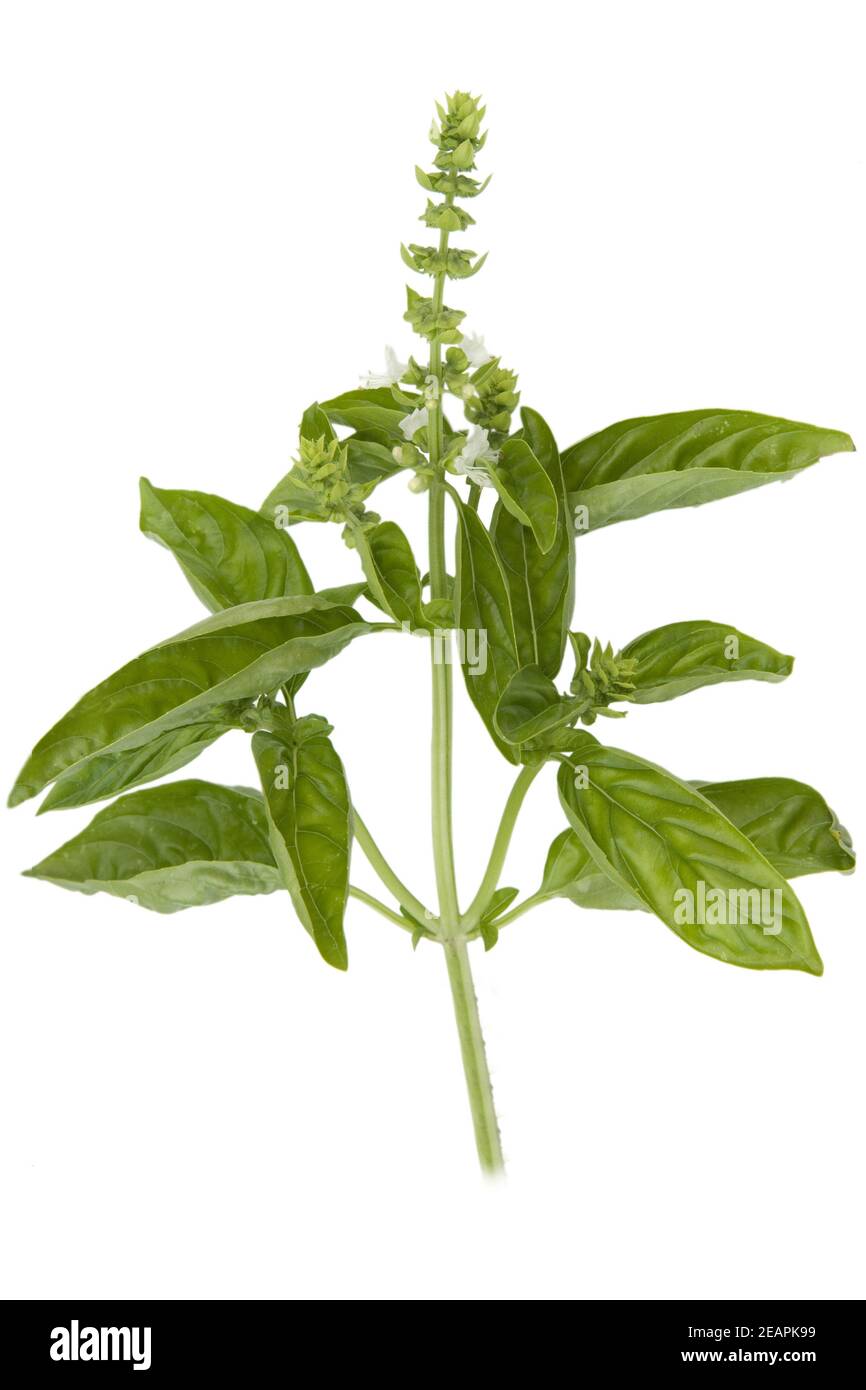 Basilikum; Ocimum; basilicum; Heilpflanze Stock Photo Alamy