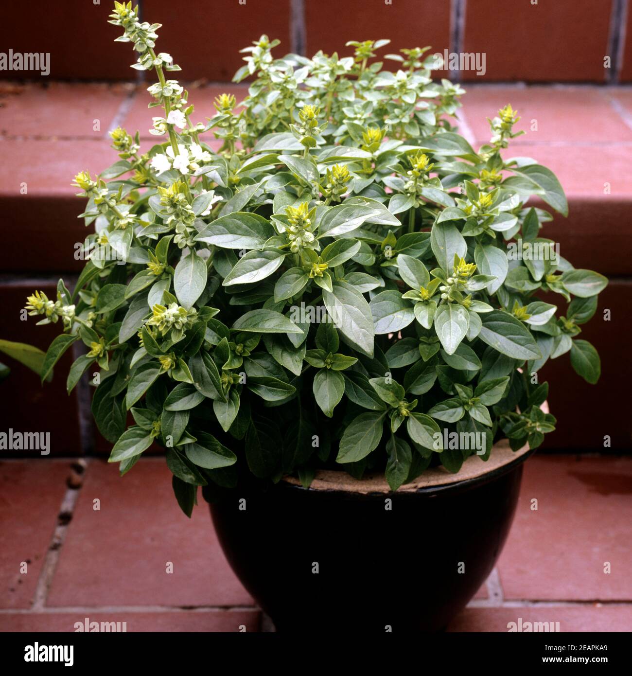 Basilikum  Ocimum basilicum  Topf Stock Photo