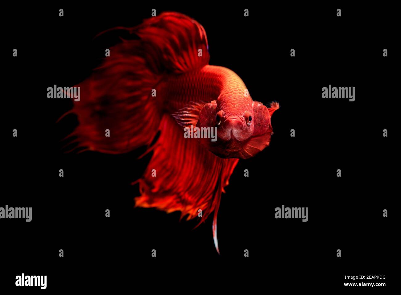 Male Red Siamese fighting fish Betta splendens,on black background ,Betta Fancy Stock Photo