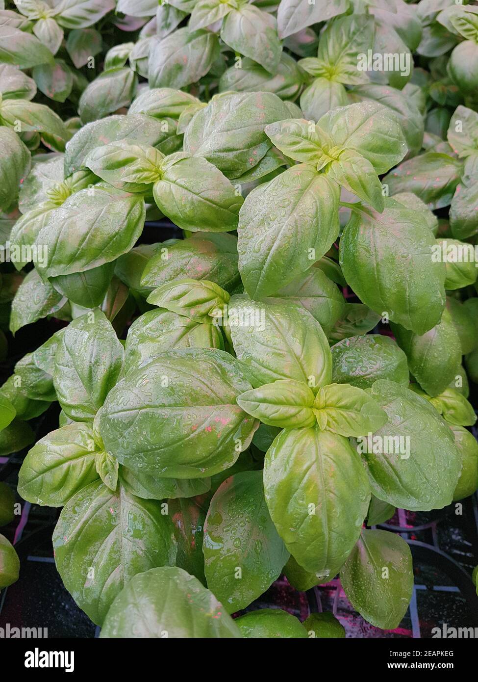 Basilikum, Ocimum, basilicum, Heilpflanze, Kraeuter Stock Photo