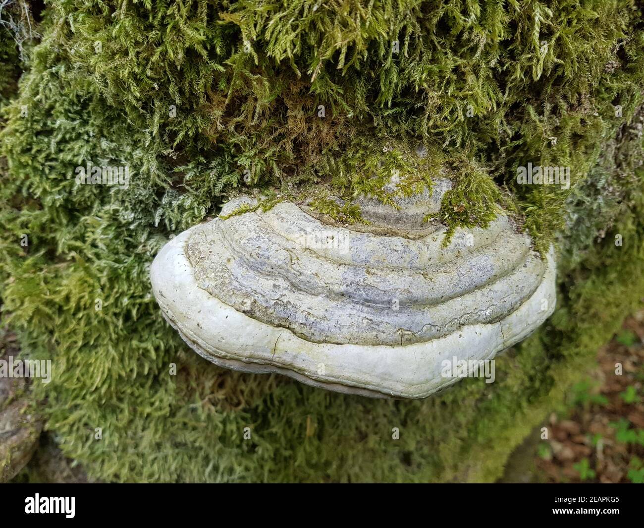 Baumpilz, Pilz, Pilze, Totholz, Porling Stock Photo