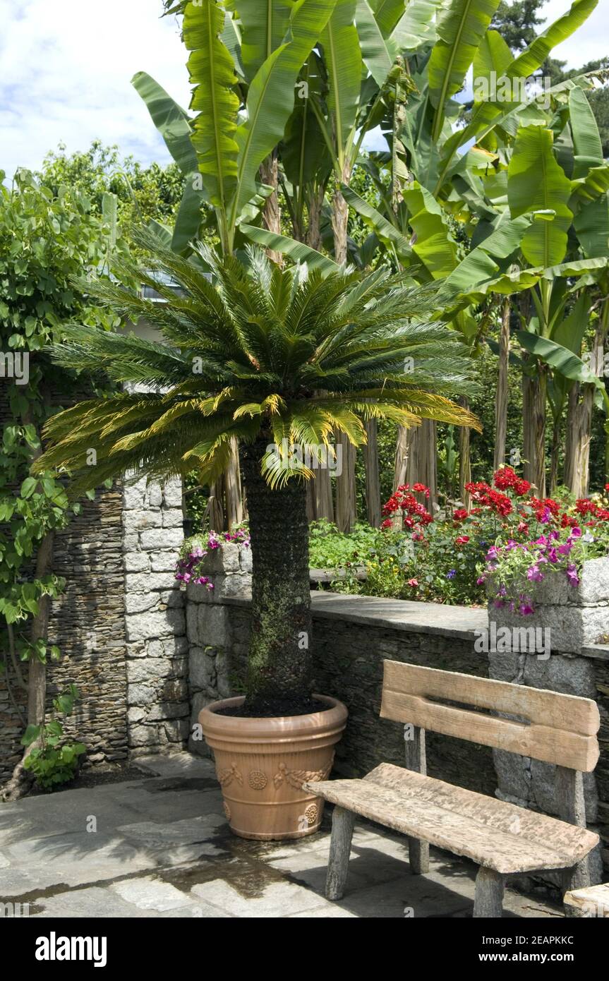 Baumfarn Stock Photo