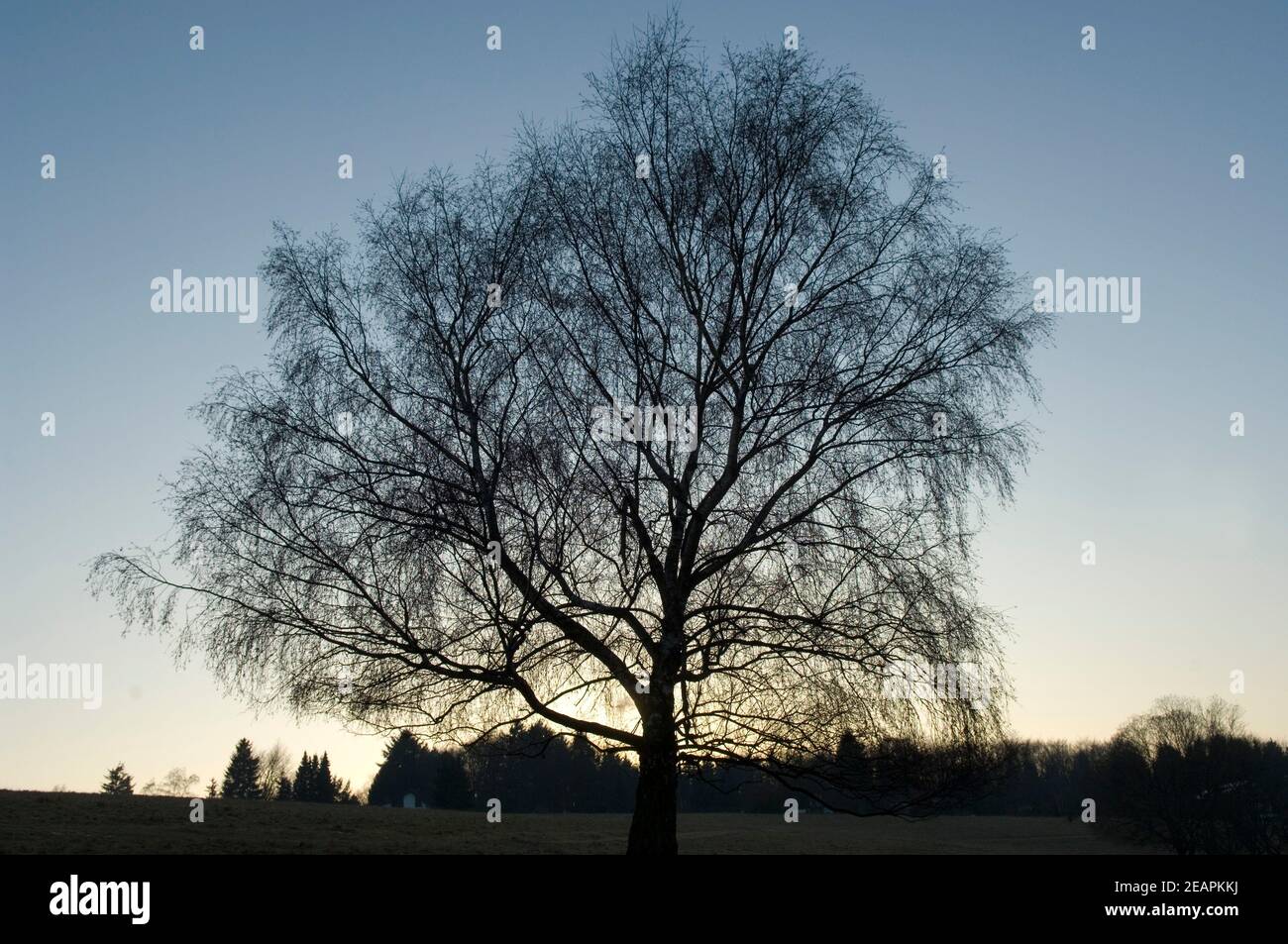 Baum im Gegenlicht Stock Photo