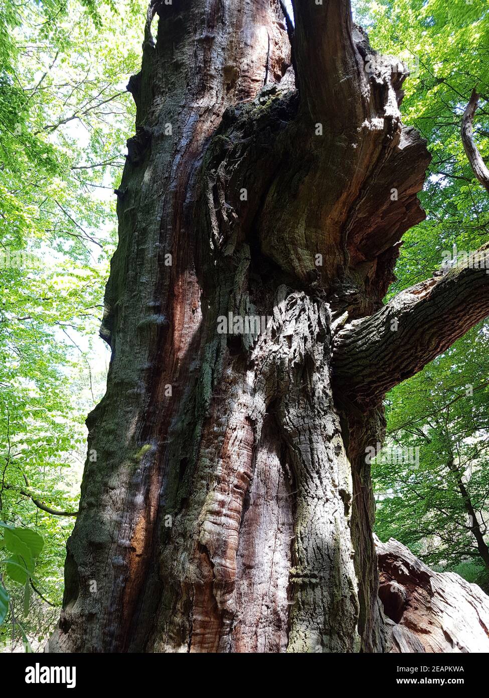 Urwald, Sababurg, Reinhardswald Stock Photo