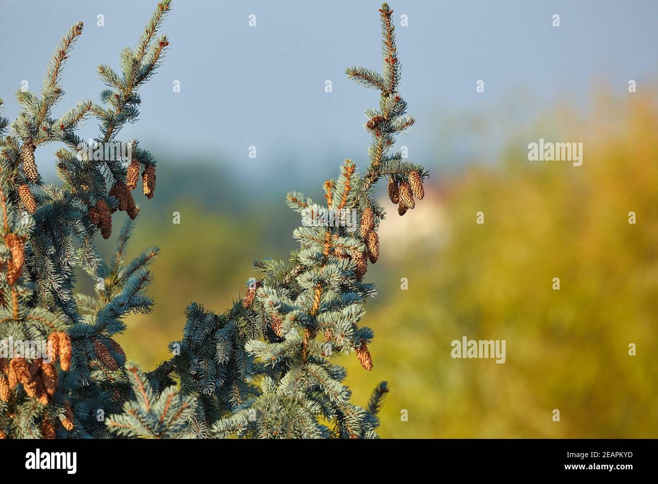 Pine Tree Closeup Stock Photo - Alamy
