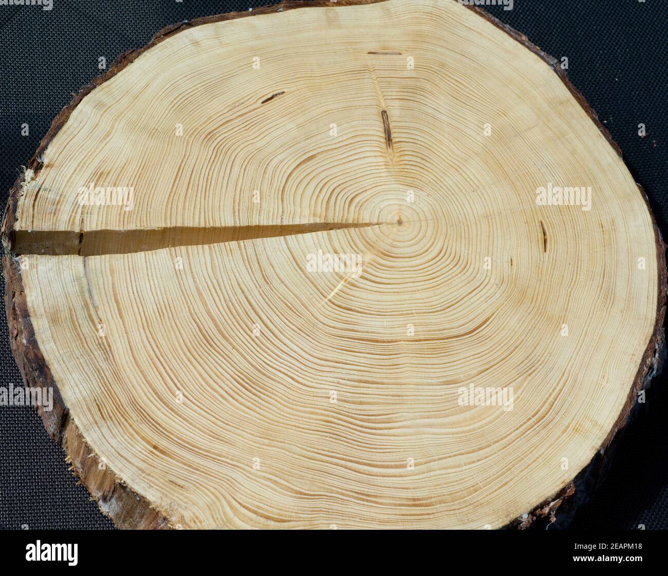 Jahresringe  Fichte  Picea  abies  Rottanne  Jahrring  Holzring Stock Photo