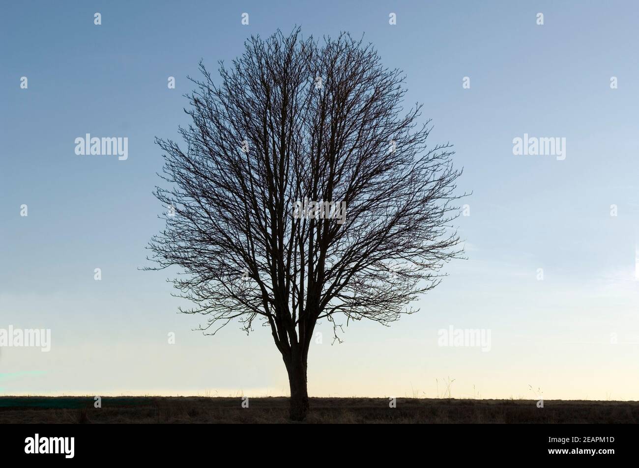 Baumsiluette Stock Photo