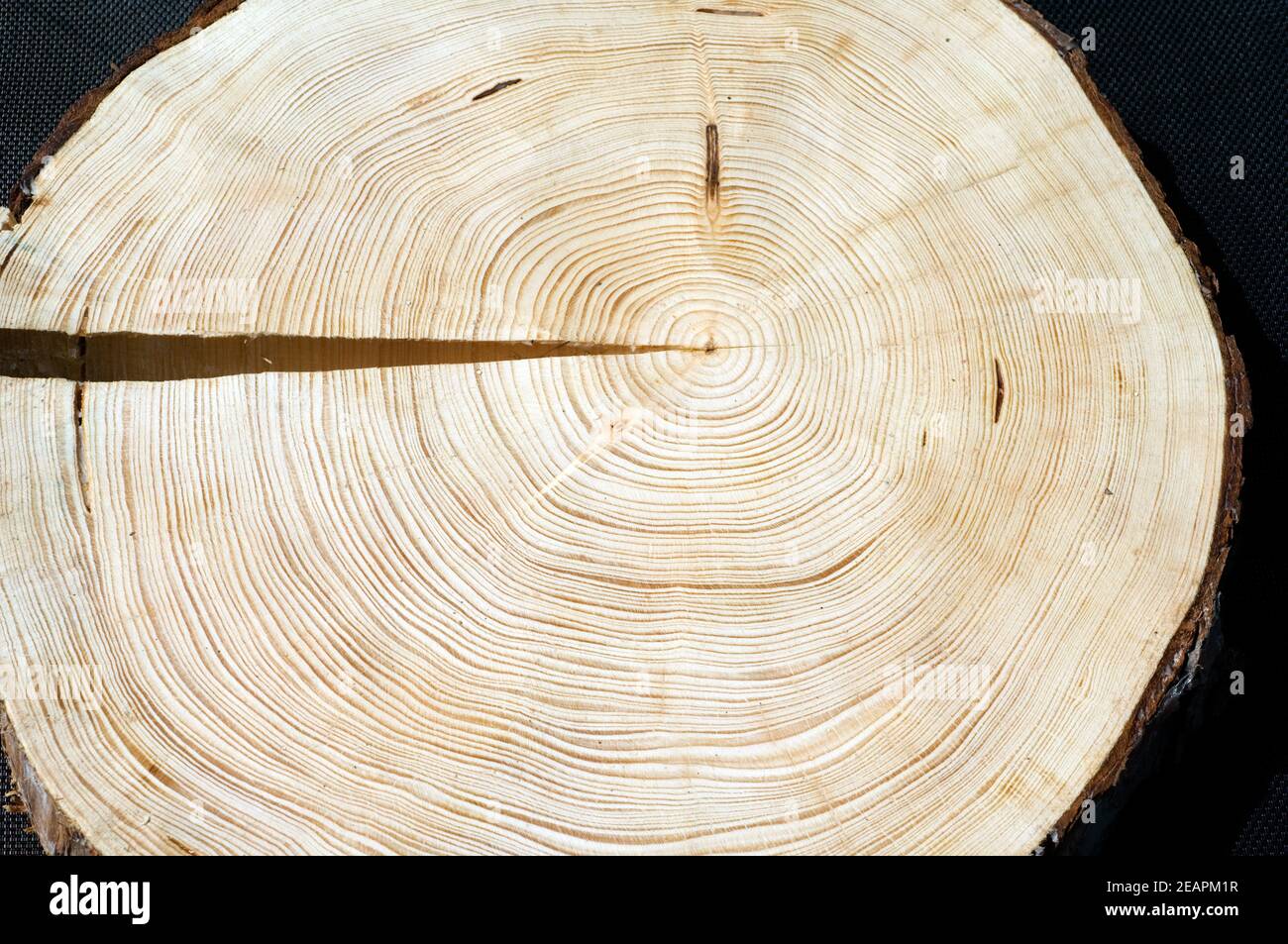 Jahresringe  Fichte  Picea  abies  Rottanne  Jahrring  Holzring Stock Photo