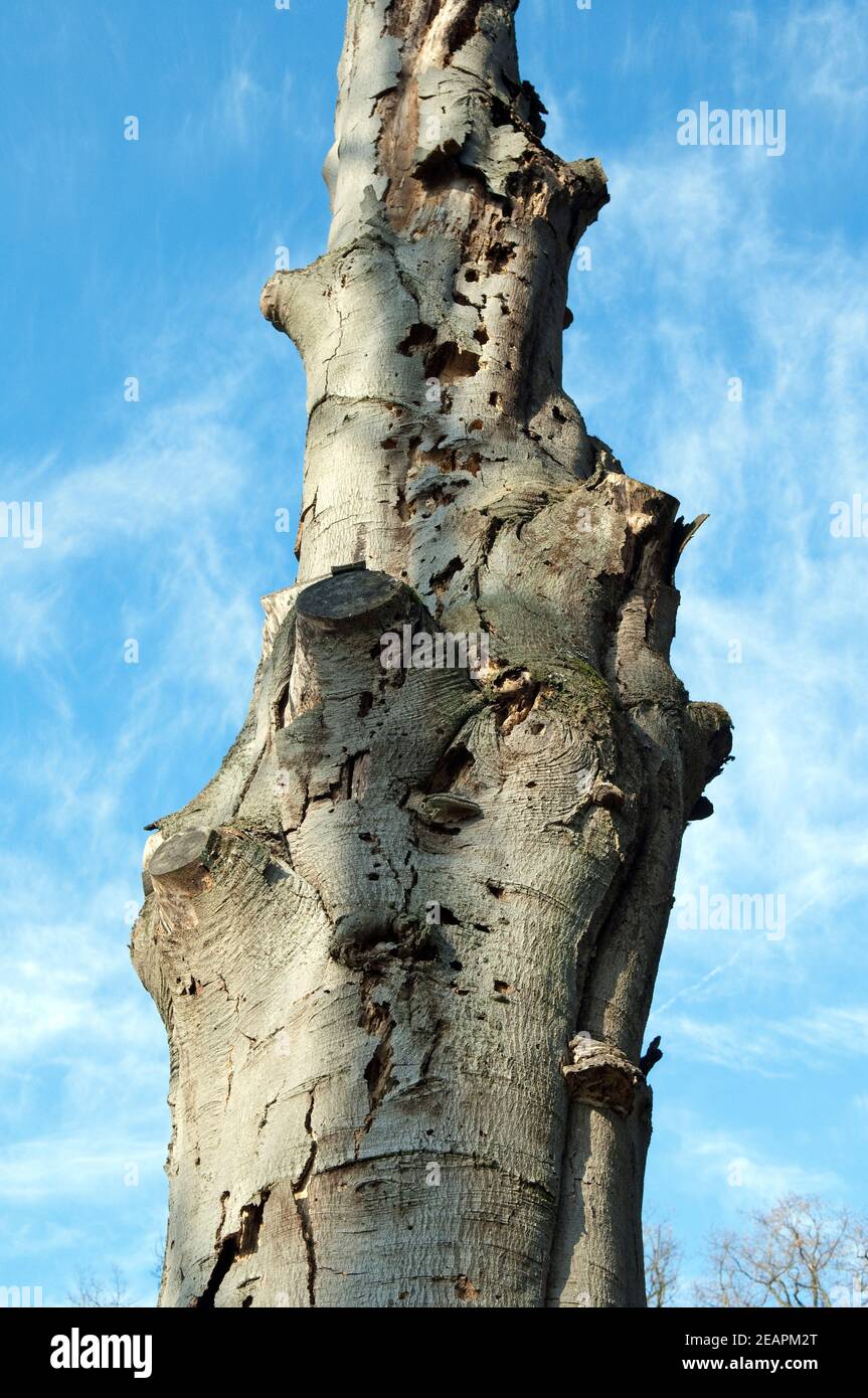 Totholz, Baumstamm Stock Photo