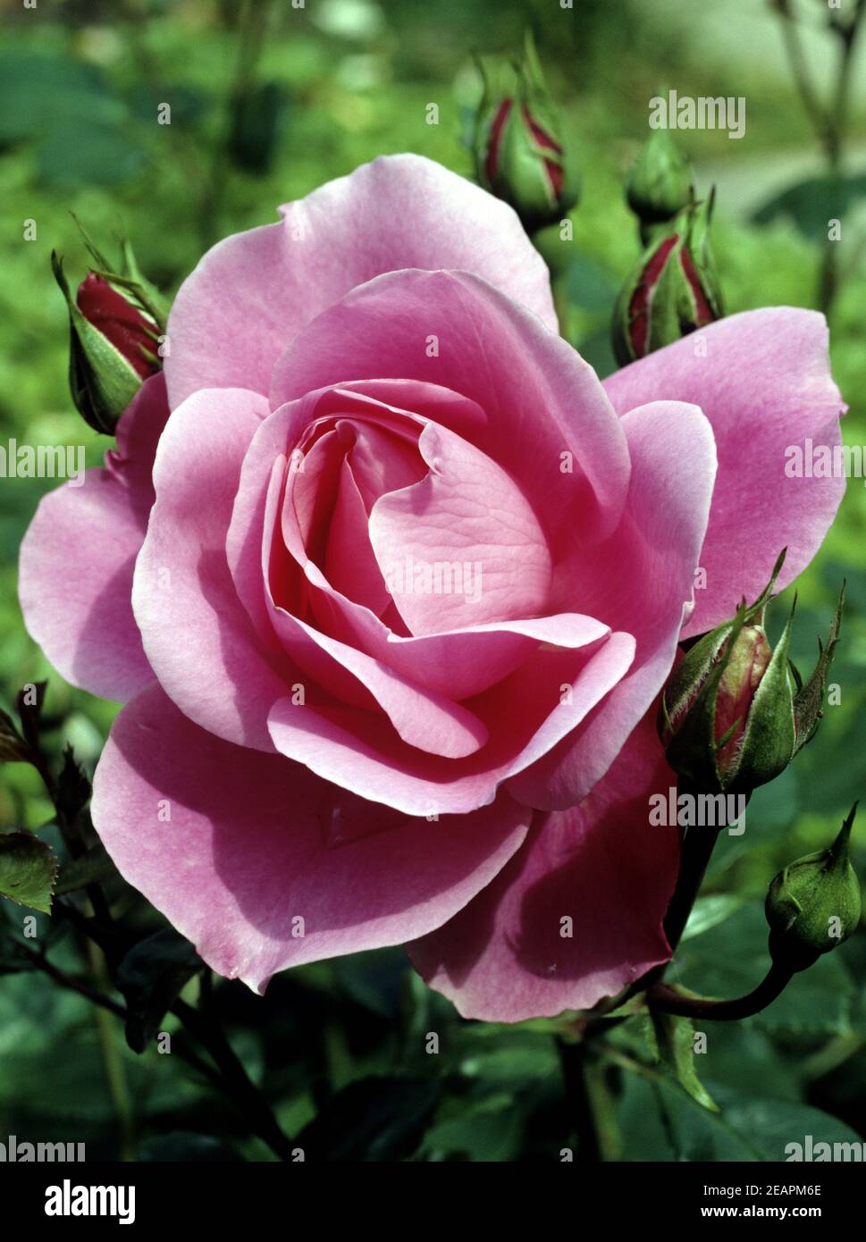 Beetrose polyantha rose hi-res stock photography and images - Alamy