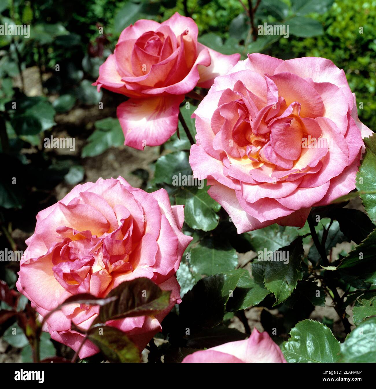 The peace maker hi-res stock photography and images - Alamy