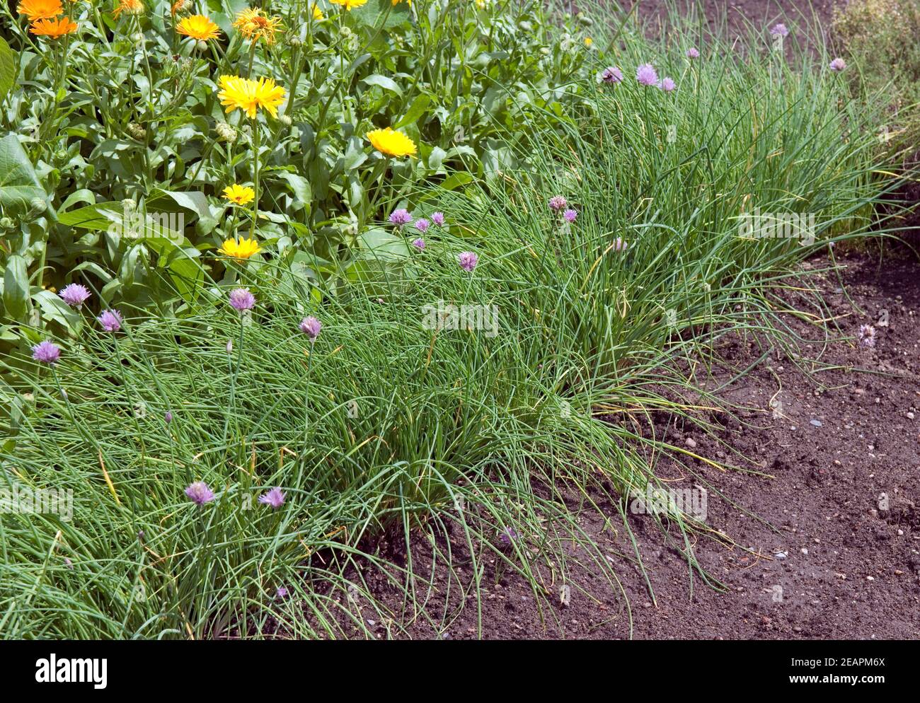 Schnittlauch als beetumrandung hires stock photography and images Alamy