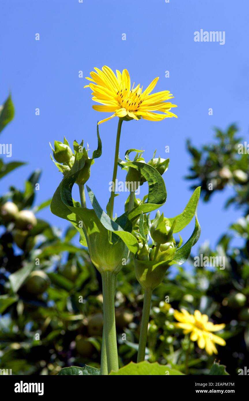 Becherpflanze, Silphium Stock Photo