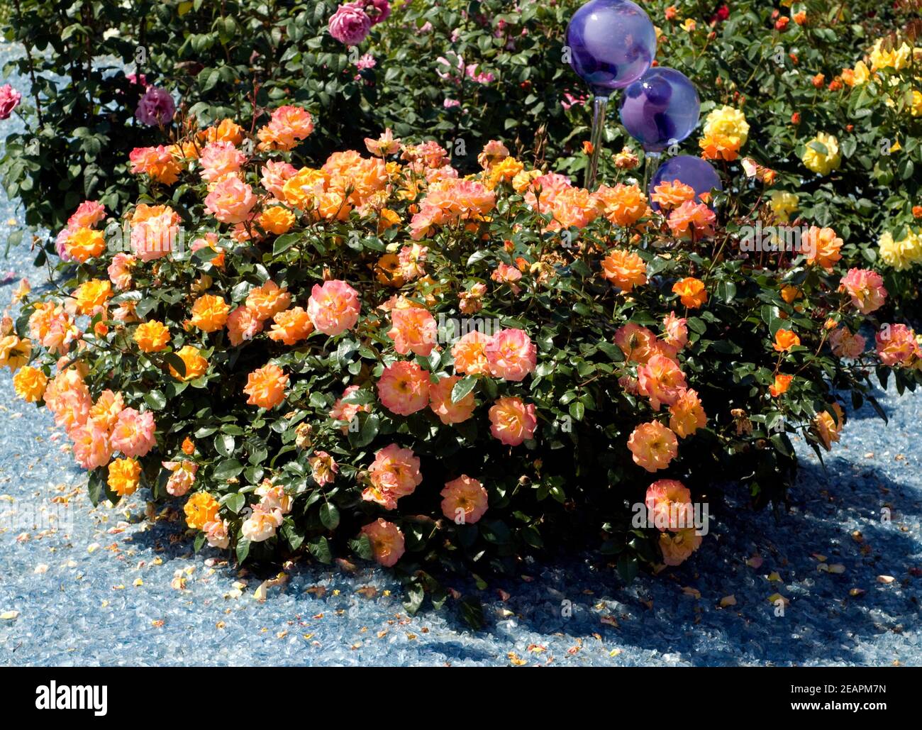 Rosa westzeit hi-res stock photography and images - Alamy