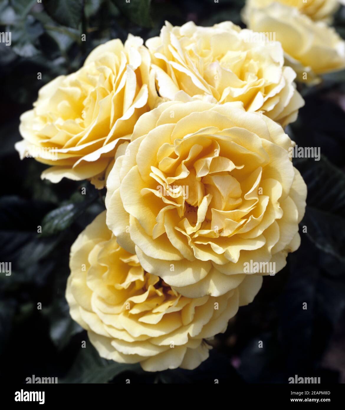 Rosa amber queen rose hi-res stock photography and images - Alamy
