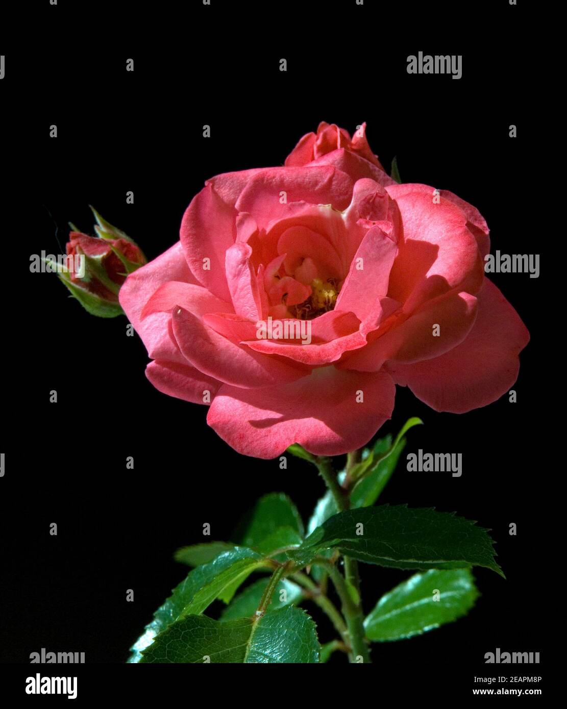 Bella rosa hi-res stock photography and images - Alamy