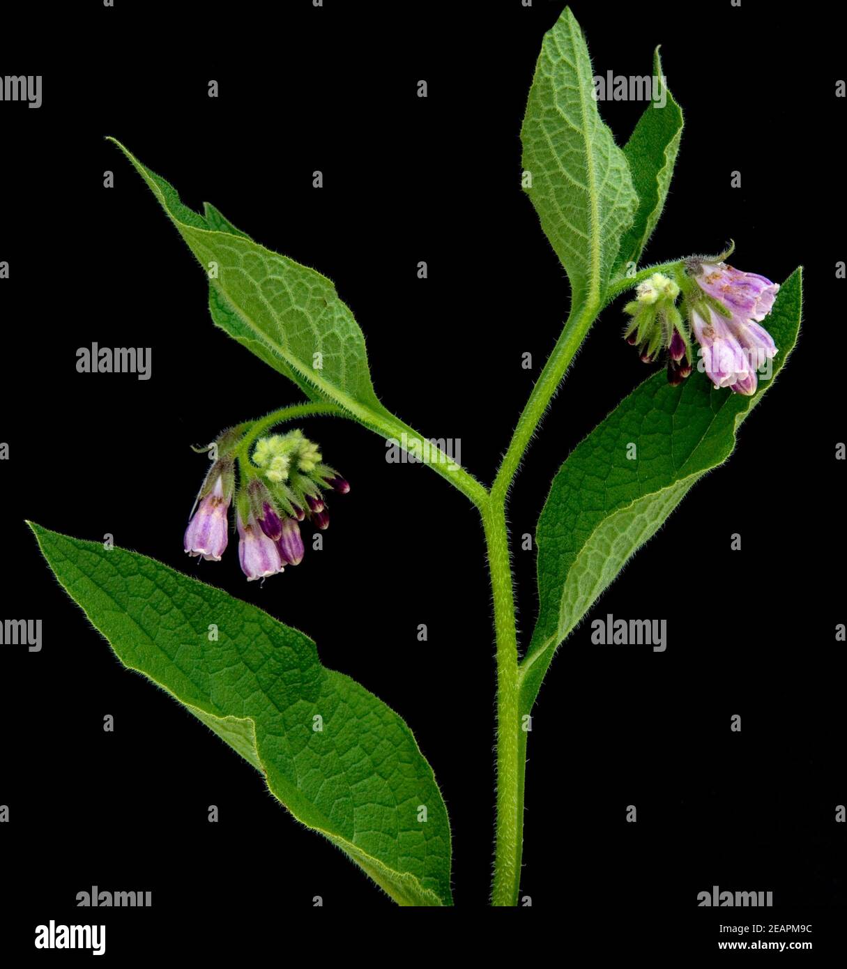 Racine De Consoude Séchée Coupée - 85g à 1.95kg - Symphytum Officinale - Qualité Alimentaire - AgoraMarket