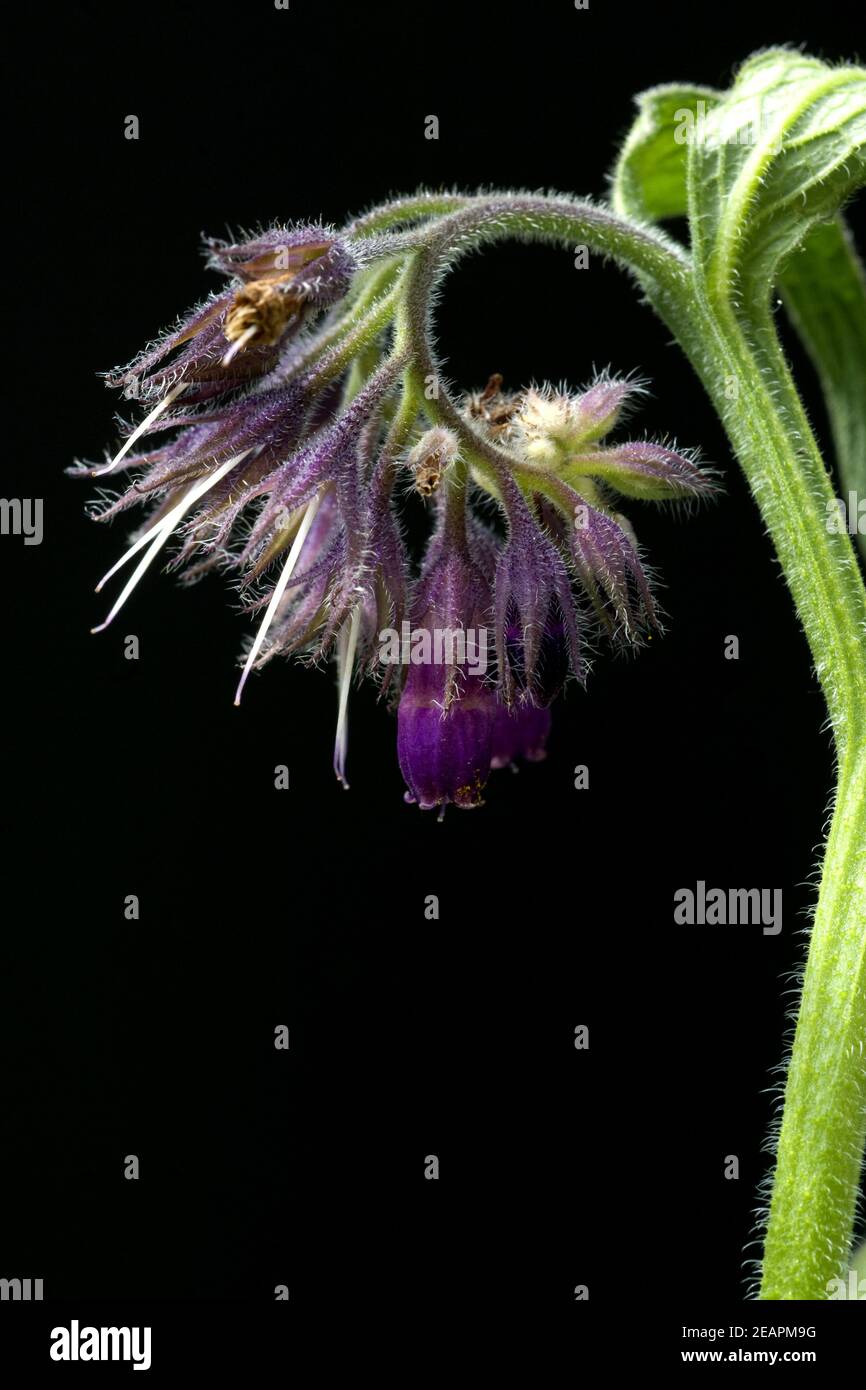 Beinwell, Symphytum, officinale Stock Photo