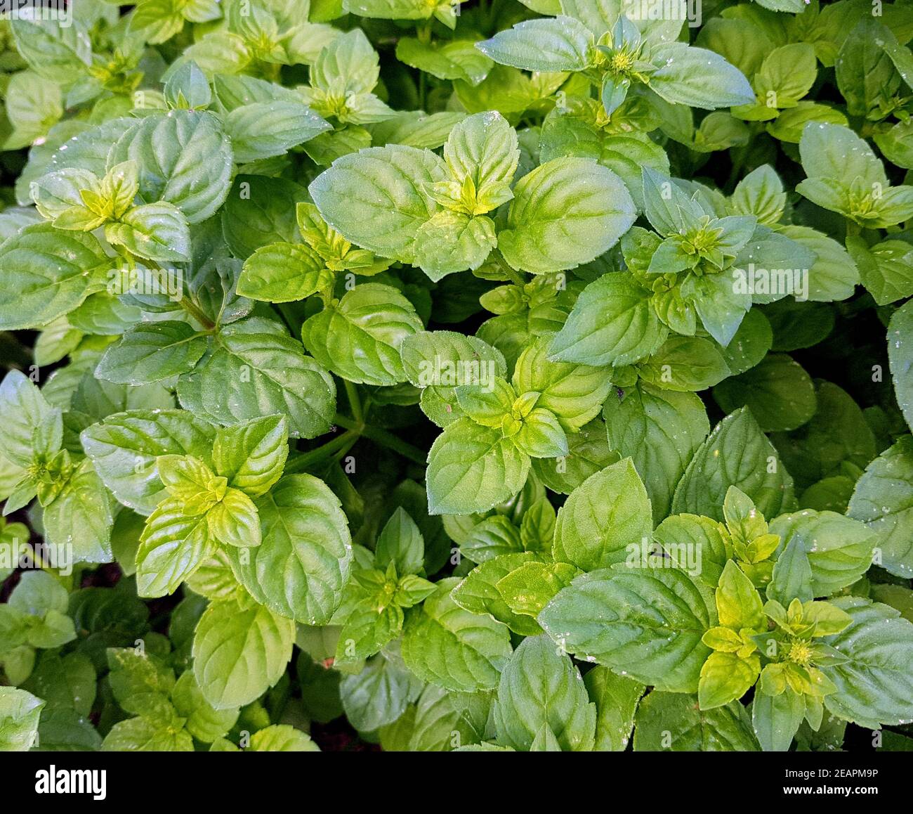 BergamotteMinze, Mentha, Pfefferminze, Kraeuter, Heilpflanze Stock