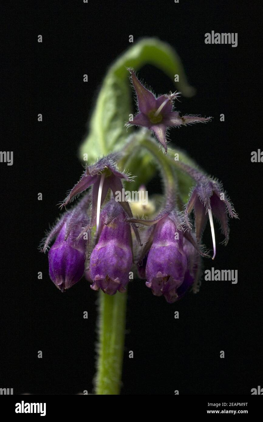 Beinwell, Symphytum, officinale Stock Photo