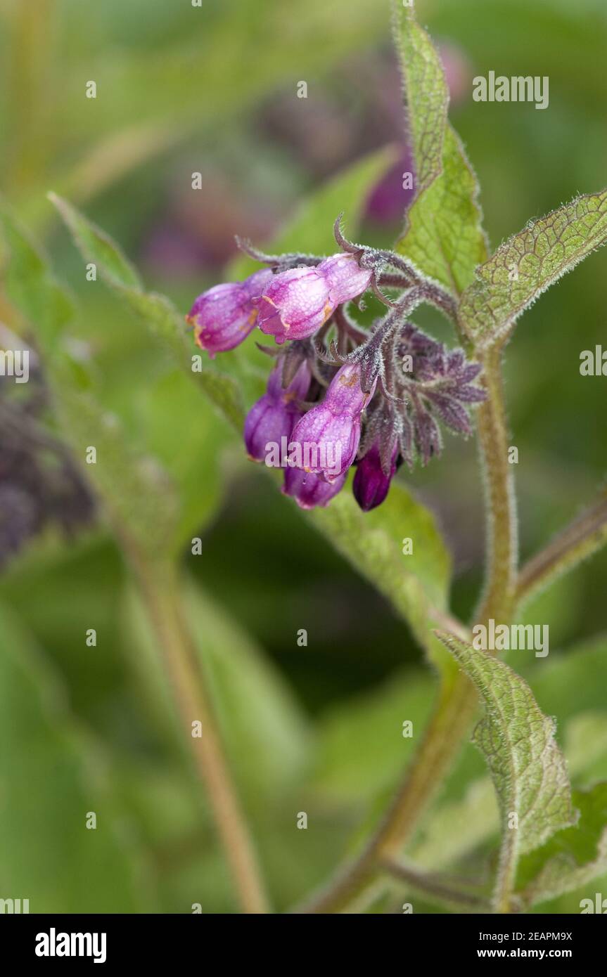 Beinwell, Symphytum, officinale Stock Photo