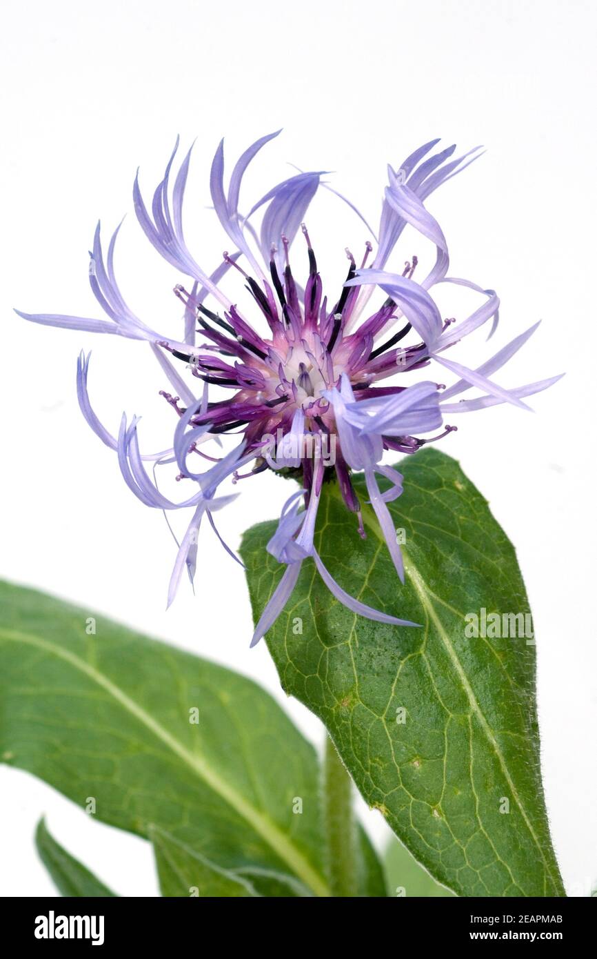 Berg-Flockenblume  Centaurea montana Stock Photo