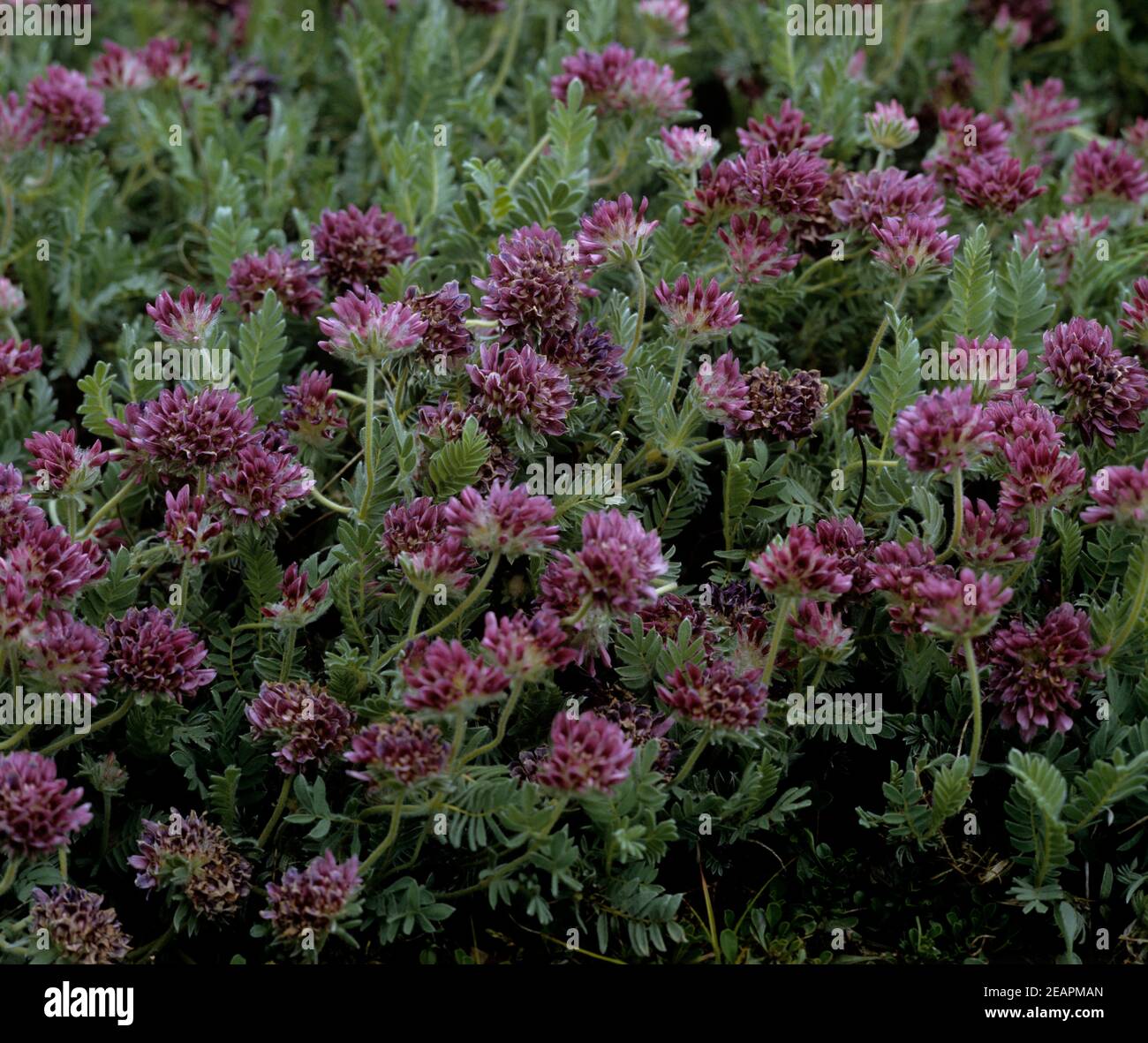 Berg-Wundklee  Anthyllis montana Stock Photo