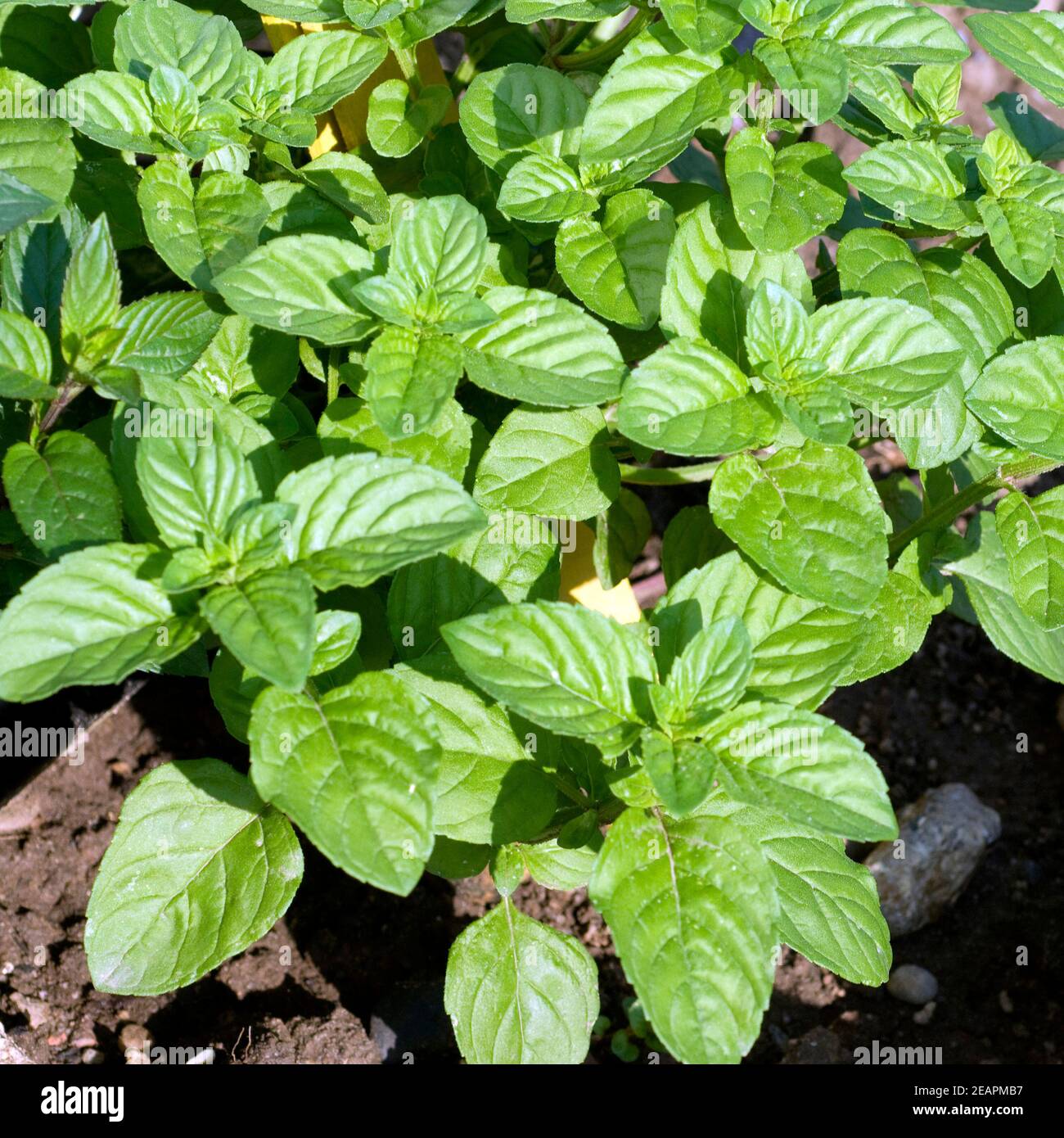 Bergamotte Minze, Orangenminze, Heilpflanzen Stock Photo Alamy