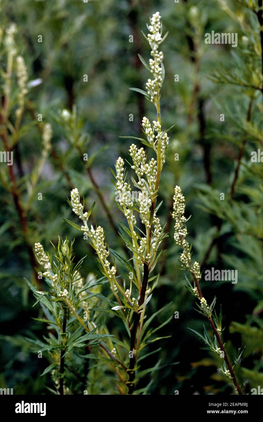Beifuss  Artemisia  vulgaris Stock Photo