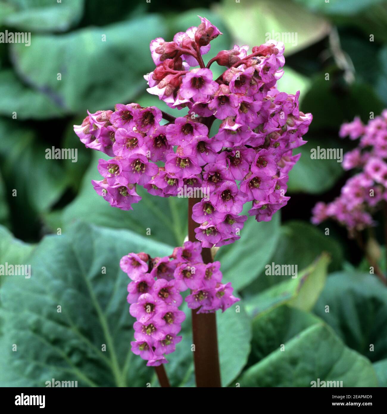 Bergenie Stock Photo