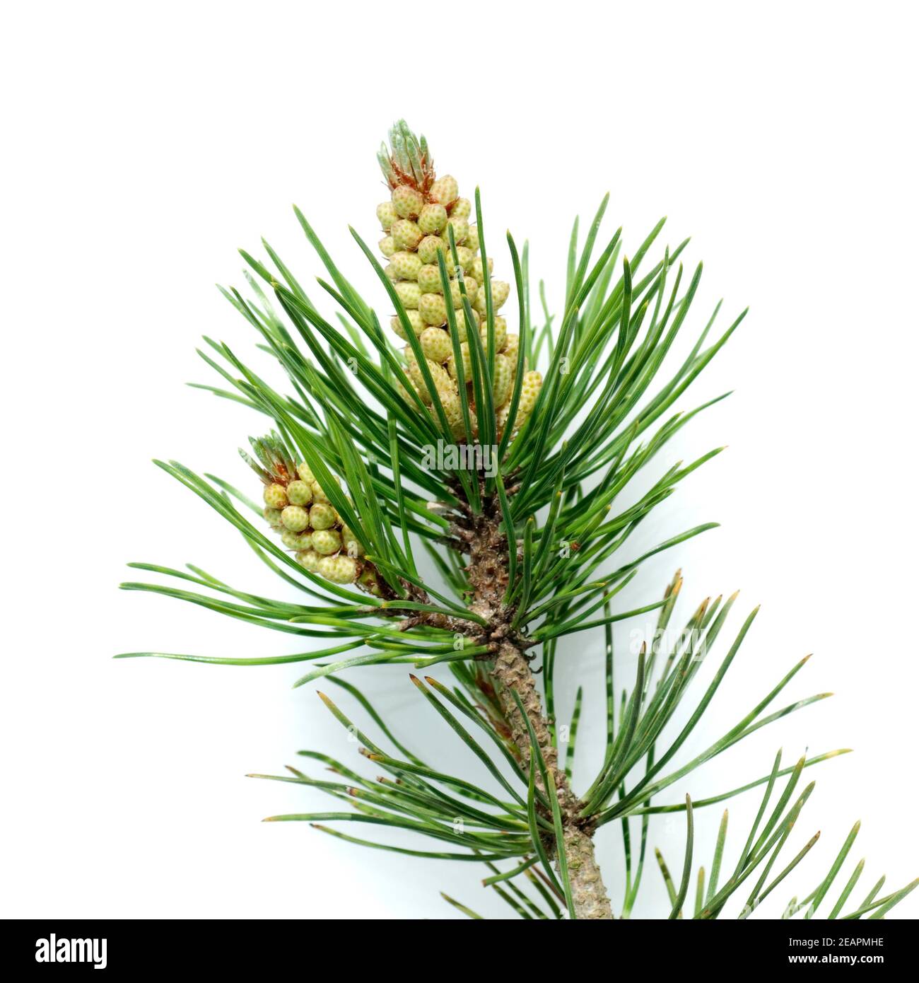 Bergkiefer, Kiefer, Pinus mugo Stock Photo