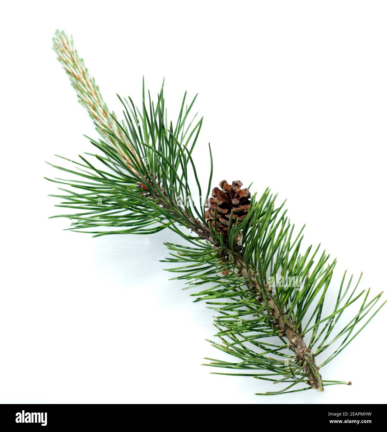 Bergkiefer, Kiefer, Pinus mugo Stock Photo