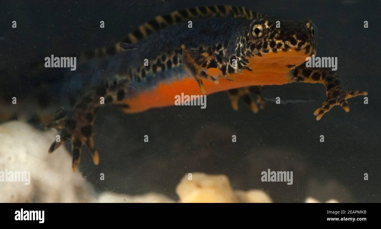 Bergmolch, Ichthyosaura alpestris Stock Photo - Alamy