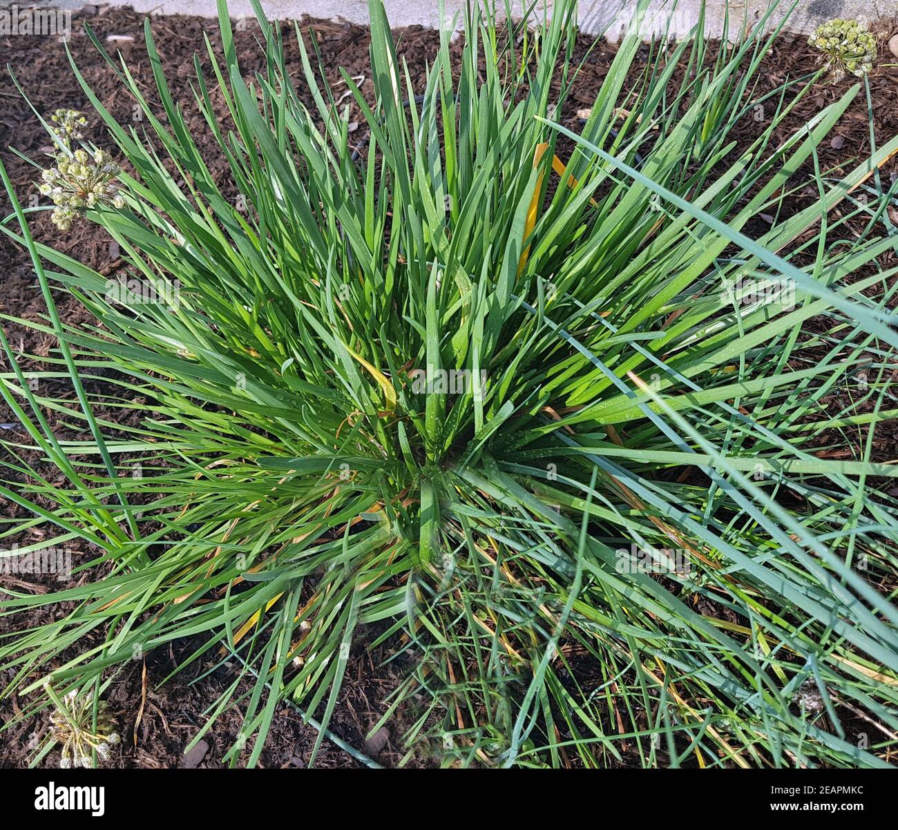 Berglauch, Allium senescens ssp. Montanum, Lauch, Kraeuter, Heilpflanze Stock Photo