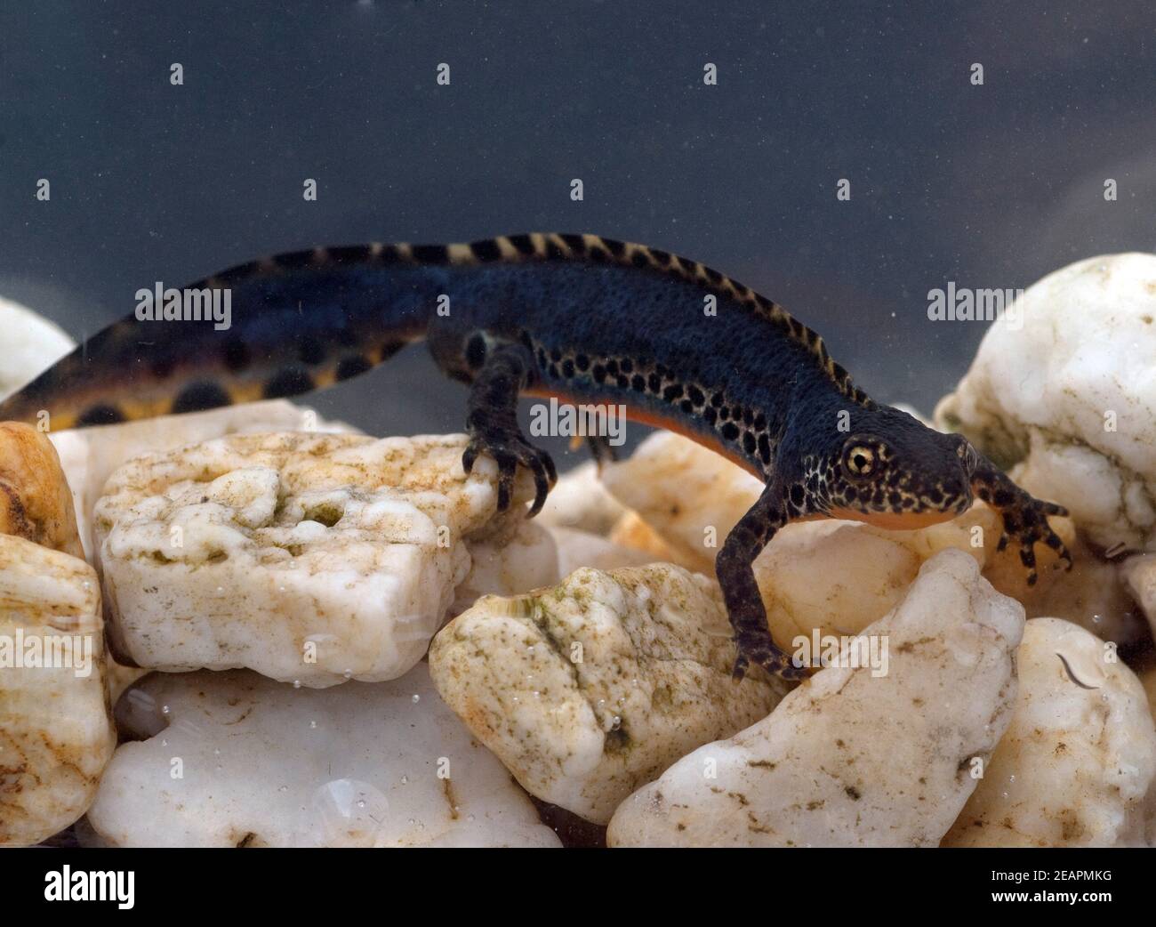 Bergmolch, Ichthyosaura alpestris Stock Photo - Alamy