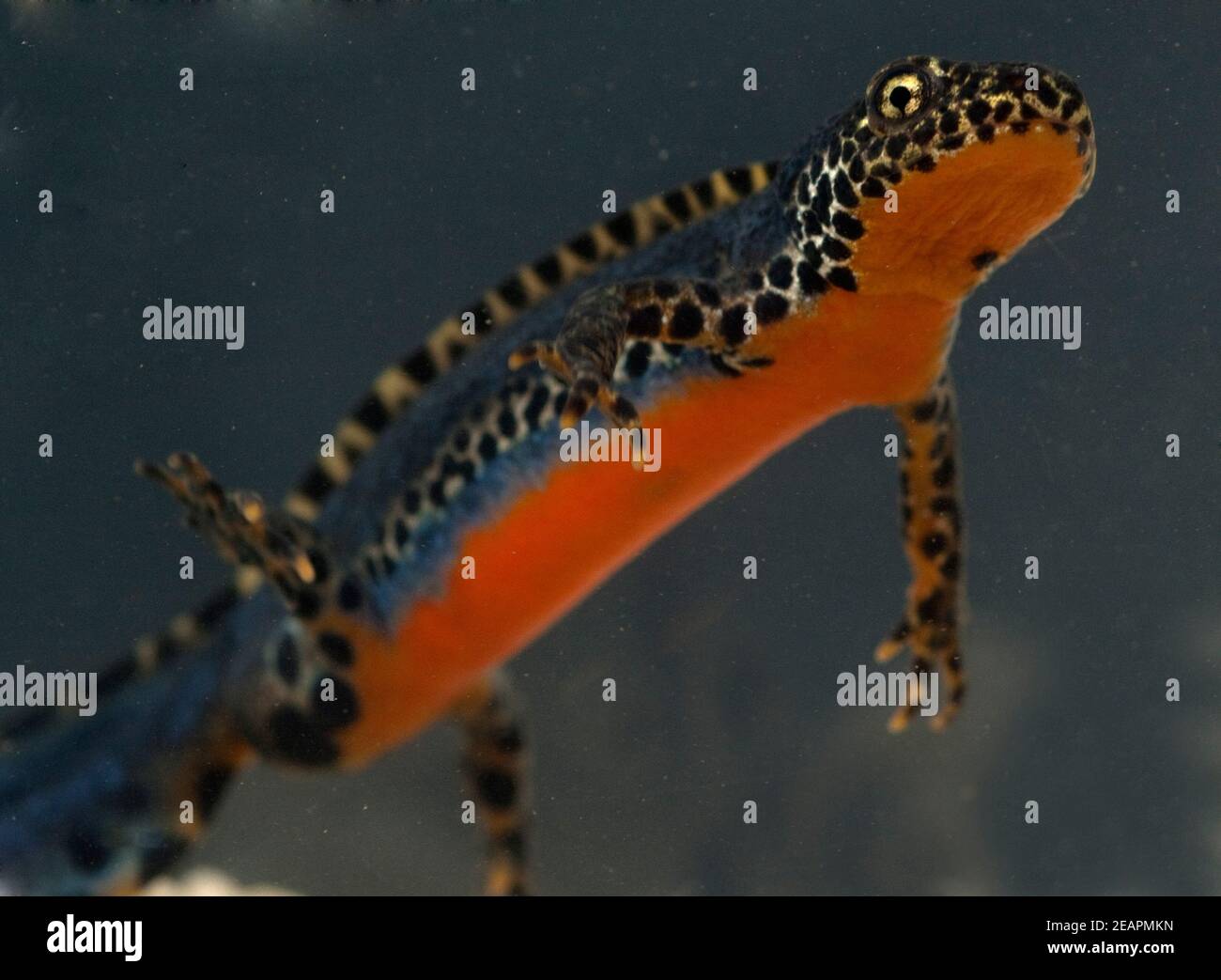Bergmolch ichthyosaura alpestris wassertracht syn hi-res stock ...