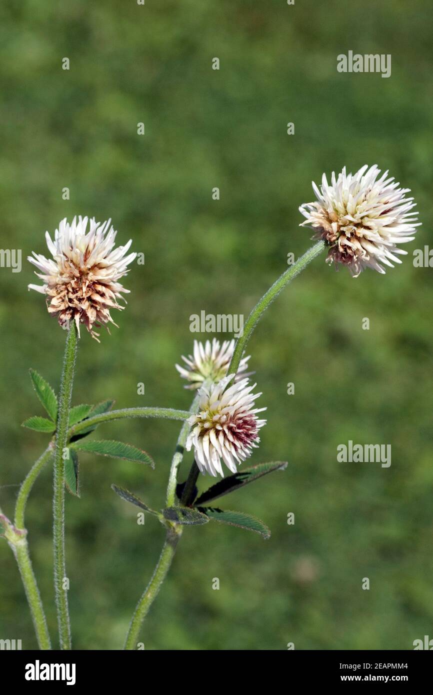 Berg-Klee, Trifolium, montanum Stock Photo