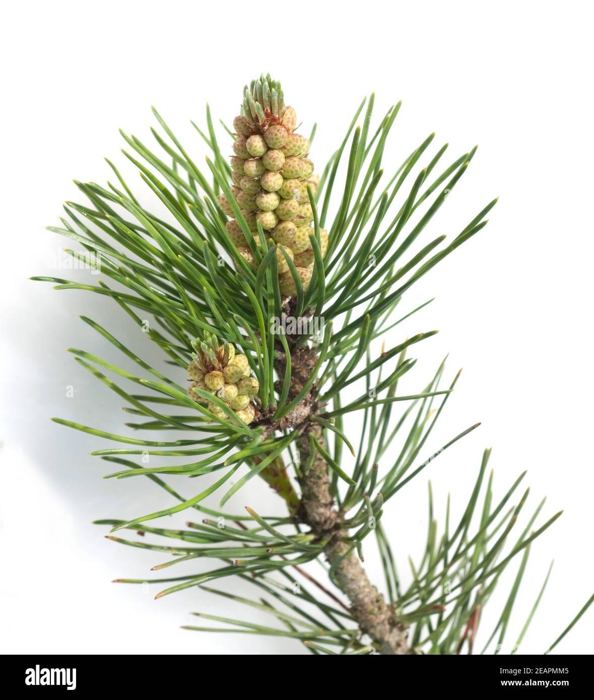 Bergkiefer, Kiefer, Pinus mugo, Heilpflanzen, Stock Photo