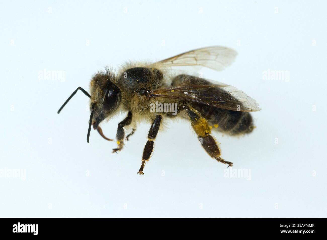 Biene  Apis  mellifera  Honigbiene  Insekt Stock Photo