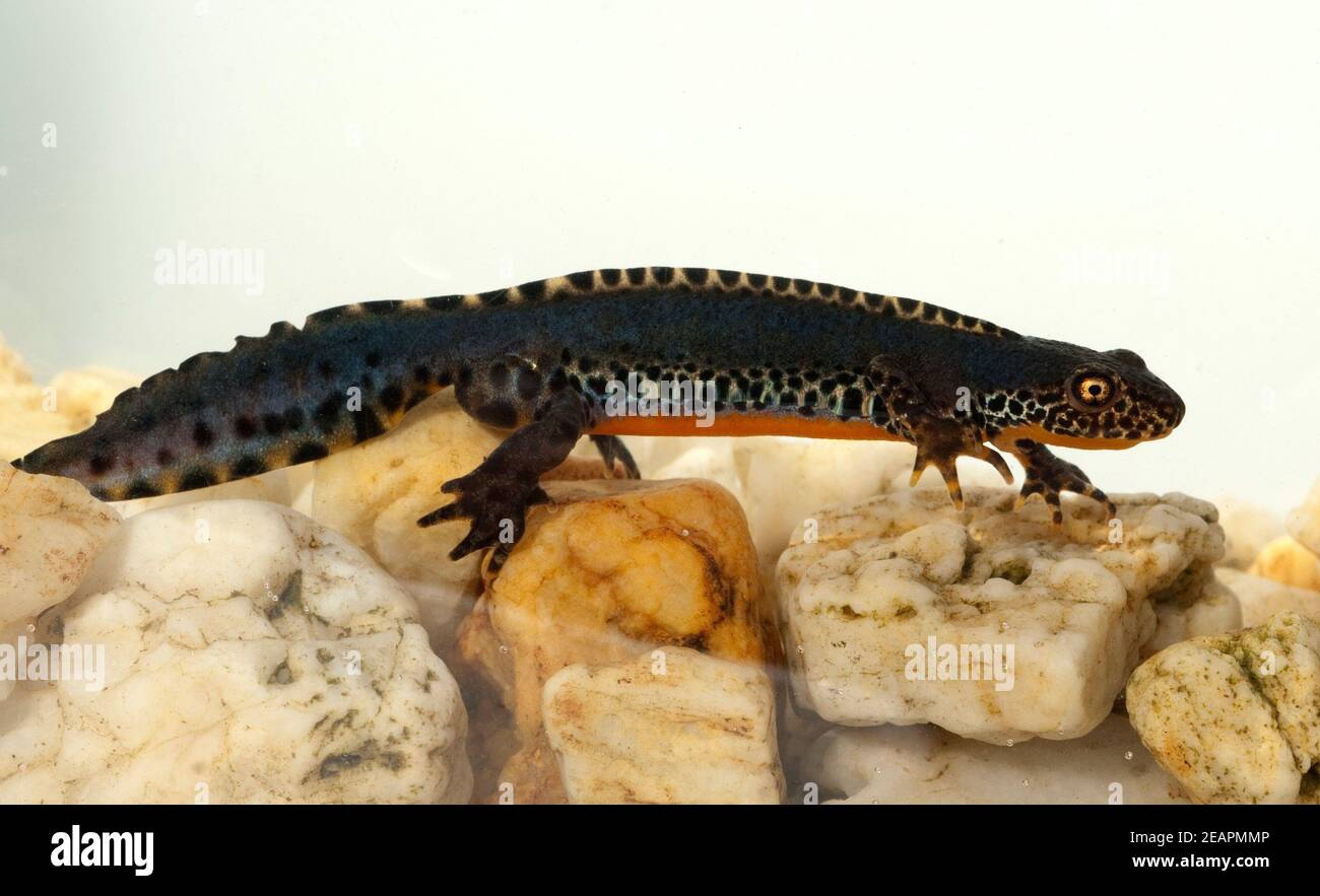Bergmolch ichthyosaura alpestris wassertracht syn hi-res stock ...