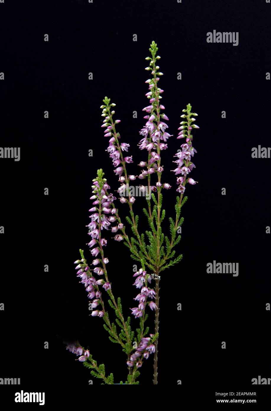 Besenheide, Heidekraut, Calluna vulgaris, Erika, Heilpflanze, Heilpflanzen, Stock Photo
