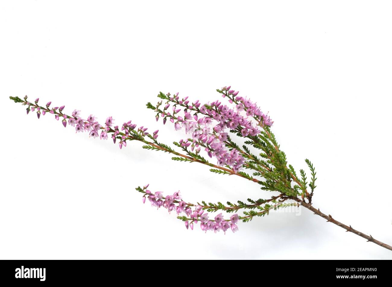 Calluna Vulgaris Besenheide Heidekraut High Resolution Stock Photography And Images Alamy