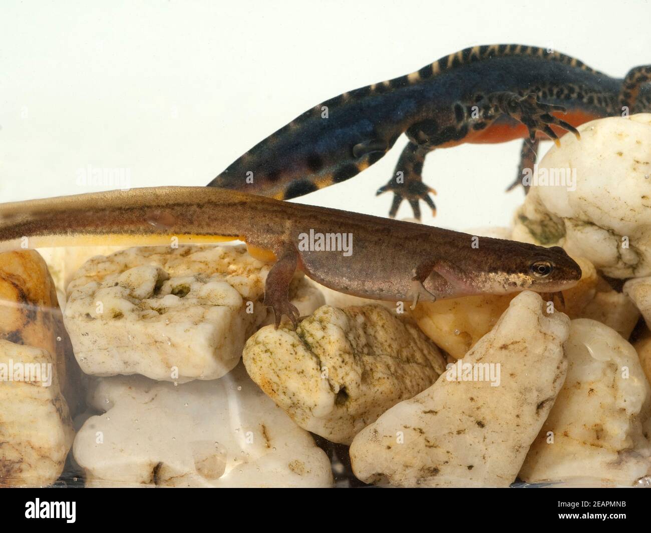 Bergmolch  Ichthyosaura  Maennchen, Weibchen Stock Photo