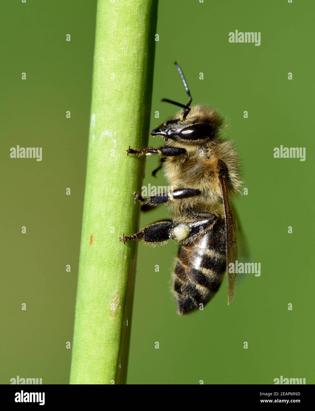 Biene, Pollenhoeschen, Apis, mellifera Stock Photo