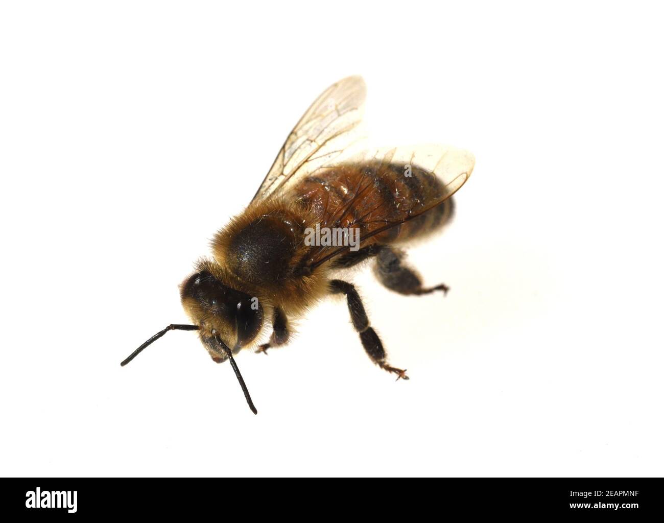 Bienen, Apis, mellifera Stock Photo