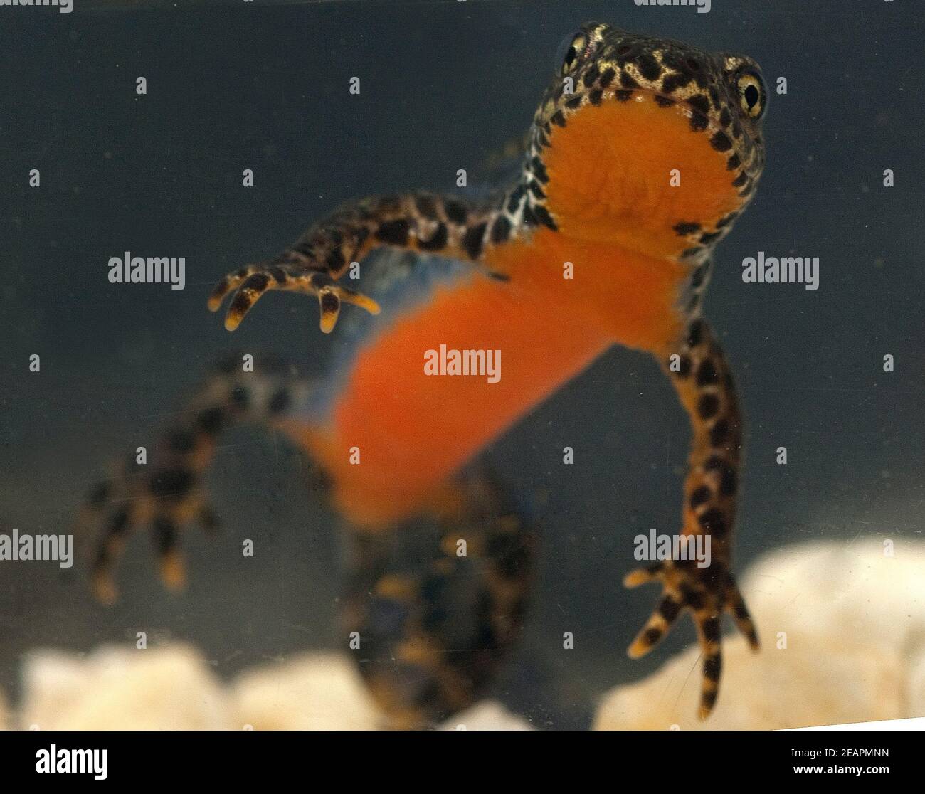 Bergmolch, Ichthyosaura alpestris Stock Photo - Alamy