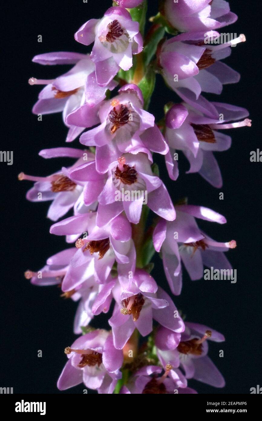 Calluna Vulgaris Besenheide Heidekraut High Resolution Stock Photography And Images Alamy