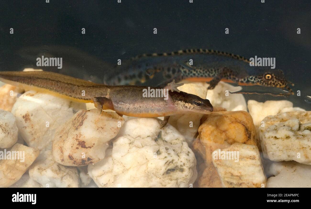 Bergmolch, Ichthyosaura alpestris Stock Photo - Alamy
